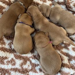 Teal collar - Yellow female Labrador Retriever puppy in Hartly, Delaware from Triple Threat Labradors