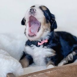 Bernedoodles from Salty Doodles co