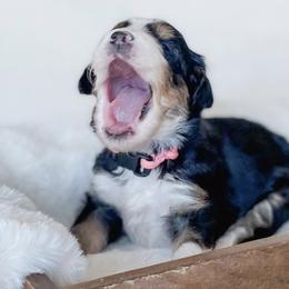 Bernedoodles from Salty Doodles co