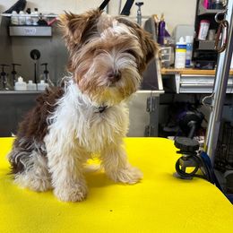 Miso teddy - Chocolate, tan and white male Yorkshire Terrier puppy in Waianae, Hawaii from Makanalani Yorkies and Iggys
