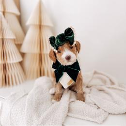 Lady - 12 Days of Christmas - Apricot female Goldendoodle puppy in Syracuse, Indiana from The Doodle Cove