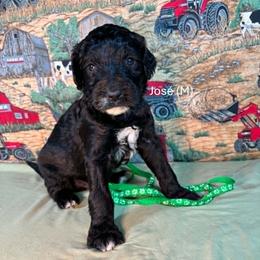 Jose' - Black male Goldendoodle puppy in Water Valley, Mississippi from Olympian Doodles