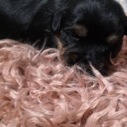 Boy 3 - Black and tan male Yorkshire Terrier puppy in Huddleston, Virginia from Potters Puppies