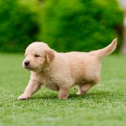 Tyler James - Golden male Golden Retriever puppy in Oregon from A Goldens First Love