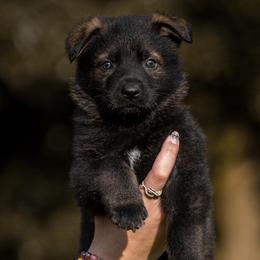 Today - Sable male German Shepherd puppy in Salem, Ohio from von den Kilöff Working German Shepherds