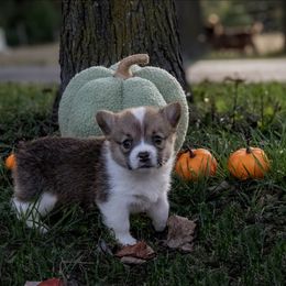 Lily - Sable female Pembroke Welsh Corgi puppy in New Douglas, Illinois from Millerbaughs Country Corgis