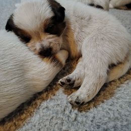 Dagger - Red speckled male Australian Cattle Dog puppy in Rogue River, Oregon from FullMoon Cattle Dogs