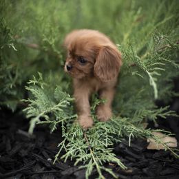 Cavalier King Charles Spaniel and Golden Retriever Puppies from Tsarevich Goldens and Cavaliers
