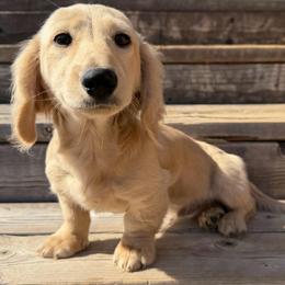 Georgie - Cream male Dachshund puppy in Muldrow, Oklahoma from Sassy Sausage Dogs