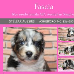 Fascia - Blue merle female Australian Shepherd puppy in Asheboro, North Carolina from Stellar Aussies