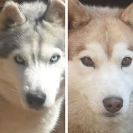 Siberian Husky puppies from Xk siberians
