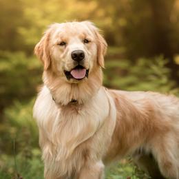 Nash - Golden Retriever