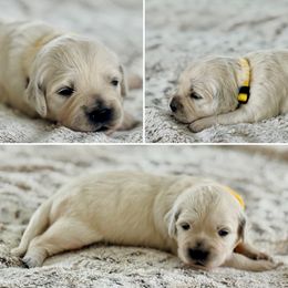 Miss Yellow - Light golden female Golden Retriever puppy in Pocatello, Idaho from Dusk View Golden Retrievers