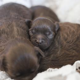Shihpoo Puppies from The Teddybear Shihpoo