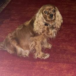 Mae - Cavalier King Charles Spaniel