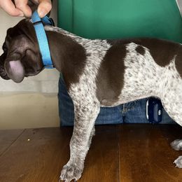 German Shorthaired Pointer Puppies from MCP Kennels