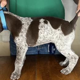 German Shorthaired Pointer Puppies from MCP Kennels