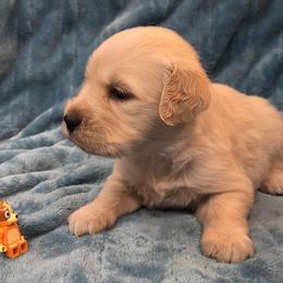 Charlie Girl 2 - Golden female Golden Retriever puppy in Niles, Michigan from Family Raised Goldens