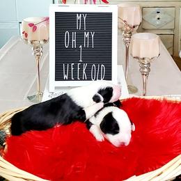 Old English Sheepdog puppies from Orleans Old English Sheepdogs