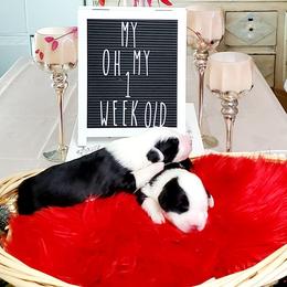 Old English Sheepdog puppies from Orleans Old English Sheepdogs