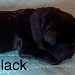 Black - Black female Miniature Schnauzer puppy in Newburgh, Indiana from Lakehouse Miniature Schnauzers of Southern Indiana
