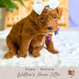 Hope - Red  female Goldendoodle puppy in Atlanta, Georgia from Teddy Puppies