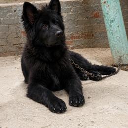 German Shepherd Puppies from Von Gonzalez Kennel