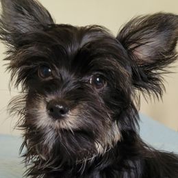 Marley - Yorkshire Terrier