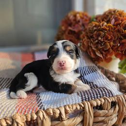 Cedar - Tri-color male Bernedoodle puppy in Russell Springs, Kentucky from 270 Doodles