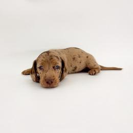 Beans - Dapple male Dachshund puppy in Waddell, Arizona from Neu Doxies