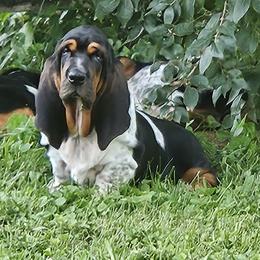 Basset Hound All Grown Up from Tater's Tots