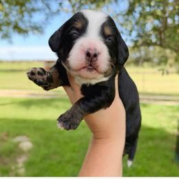 Daniella - Tri-color female Bernedoodle puppy in Comanche, Texas from Central Texas Doodles, LLC.