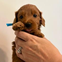 Rosalina - Red  female Goldendoodle puppy in Dayton, Tennessee from MK Goldendoodles