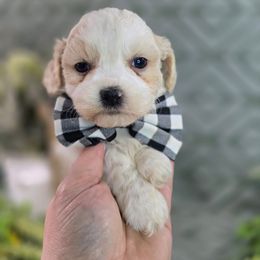 Baylor - Gold male Shihpoo puppy in Hartville, Missouri from Petty Paws