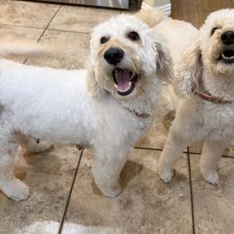 Goose - Goldendoodle