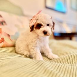 Sugar - Blenheim female Cavapoo puppy in North Carolina from Waggin Tails