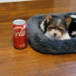 Yorkshire Terrier Puppies from Brat Babies