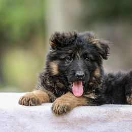 Boy 4 - Black and red German Shepherd puppy in Plumas Lake, California from Zwinger Vom Greifjäger