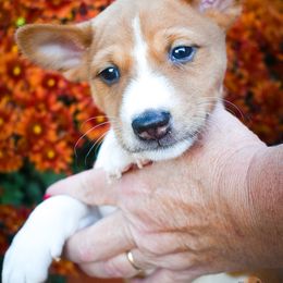 Han Solo - Red and white male Basenji puppy in San Diego, California from Triforce Basenjis