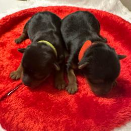 Boy2 - Black and tan male Yorkshire Terrier puppy in Selden, New York from Alisha's Yorkshire Terriers