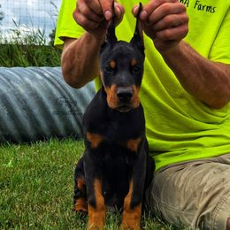 Glenn - Black and rust male Doberman Pinscher puppy in China Township, Michigan from Snell's Superior Kennel Dobermann & GSP