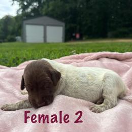 Honey - Liver roan female German Shorthaired Pointer puppy in Axton, Virginia from Red Clay Kennels