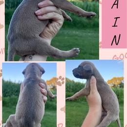RAIN - Blue female Great Dane puppy in Wellsville, New York from Prophecy Danes