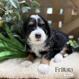 Frittata - Tri-color female Bernedoodle puppy in Temecula, California from Brookside Bernedoodles