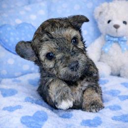 Gingerbread - Brindle and white male Shihpoo puppy in Hertford, North Carolina from Heaven Sent Shihpoo's