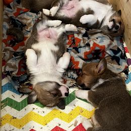 Pembroke Welsh Corgi Puppies from Camp Corgis