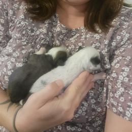 Chinese Crested Puppies from Crestie Charm Cottage
