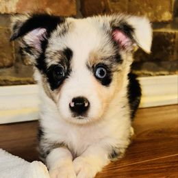Dakota - Blue merle male Toy Australian Shepherd puppy in Garvin, Oklahoma from Hochatown Awesome Aussies