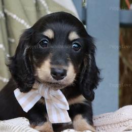 Teddy - Black and cream male Dachshund puppy in Wakarusa, Indiana from PuppyLove Dachshunds