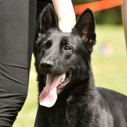 Vali - German Shepherd